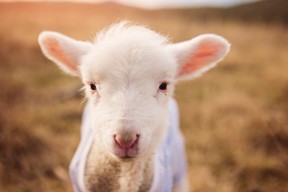 kaiyun开云·官方网站-德甲百变策略：变化多端，令人惊喜！