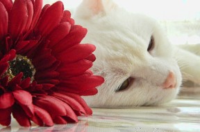 kaiyun.com-“奖金分配惹争议，MLS球员公开抗议FIFA”