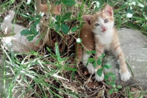 开云入口-中国男篮建立更完整的技术评估体系，中国男篮水平如何