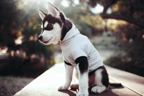 KAIYUN 中国大陆-中国三人篮球女队追求攻防两端最优解，中国三人篮球女篮有谁