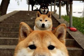 开云官方网页登录-外援风格融合为何与本土打法错位，球队外援