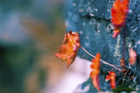 开云中国大陆-从东亚杯看国足 热血走势凸显希望，东亚杯国足对日本