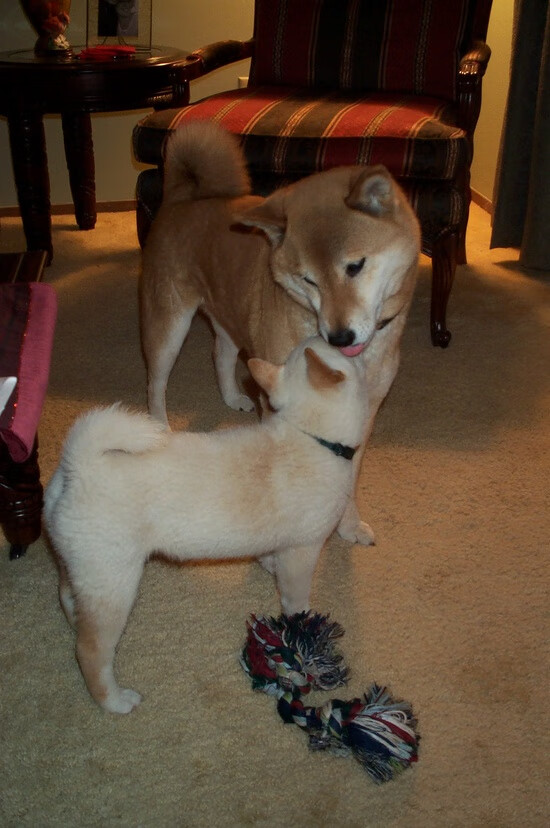 Chinese Taipei团队：未来发展中的跨领域创新，taipei of china