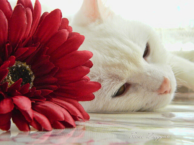 “奖金分配惹争议,MLS球员公开抗议FIFA”