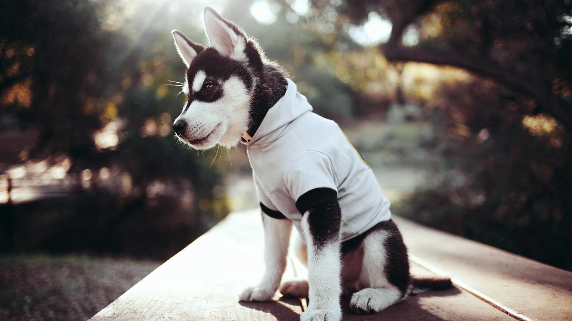 中国三人篮球女队追求攻防两端最优解，中国三人篮球女篮有谁