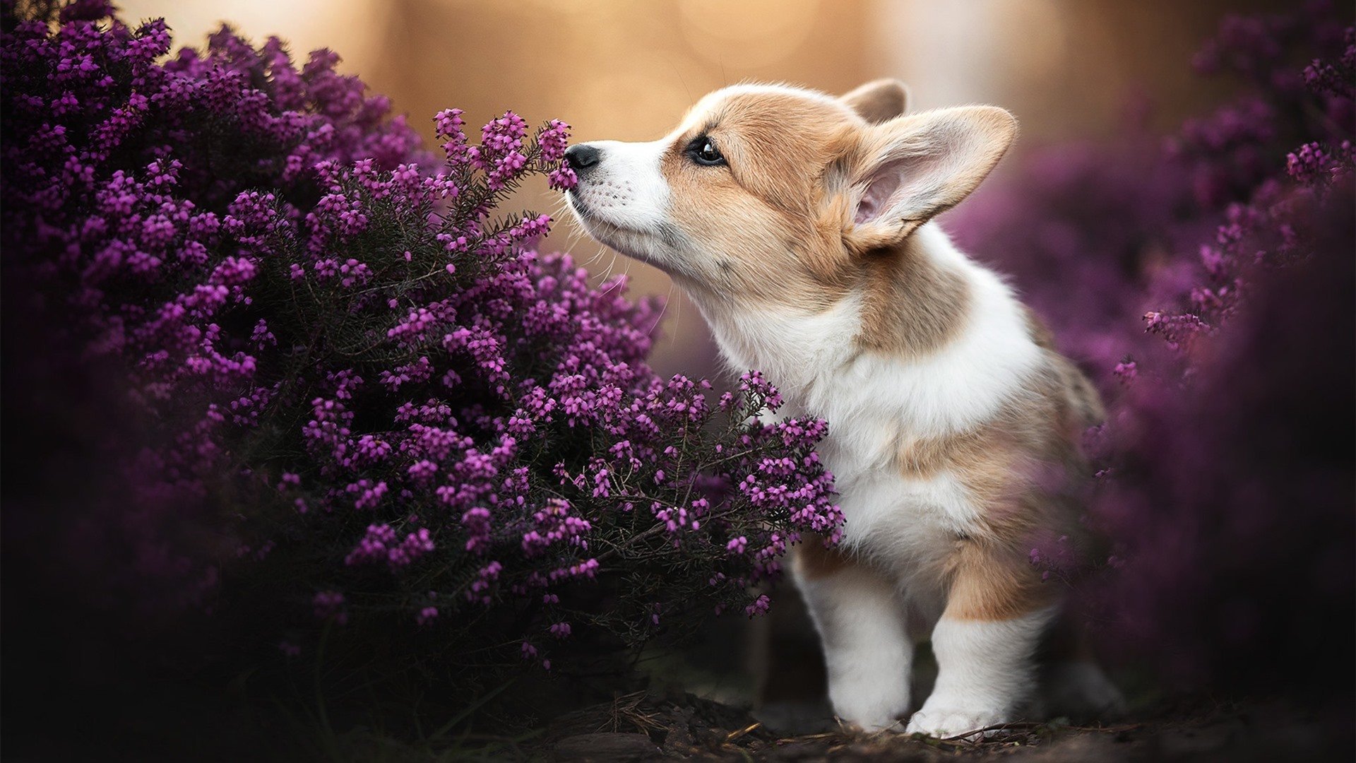 中国女篮打造多元战术体系提升应变能力，中国女篮咋样