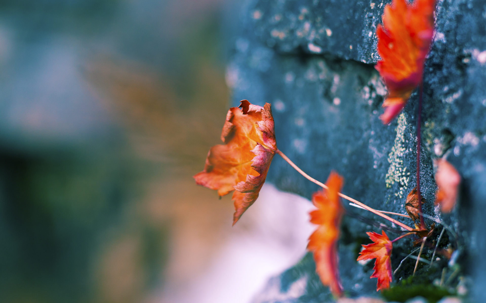 从东亚杯看国足 热血走势凸显希望，东亚杯国足对日本