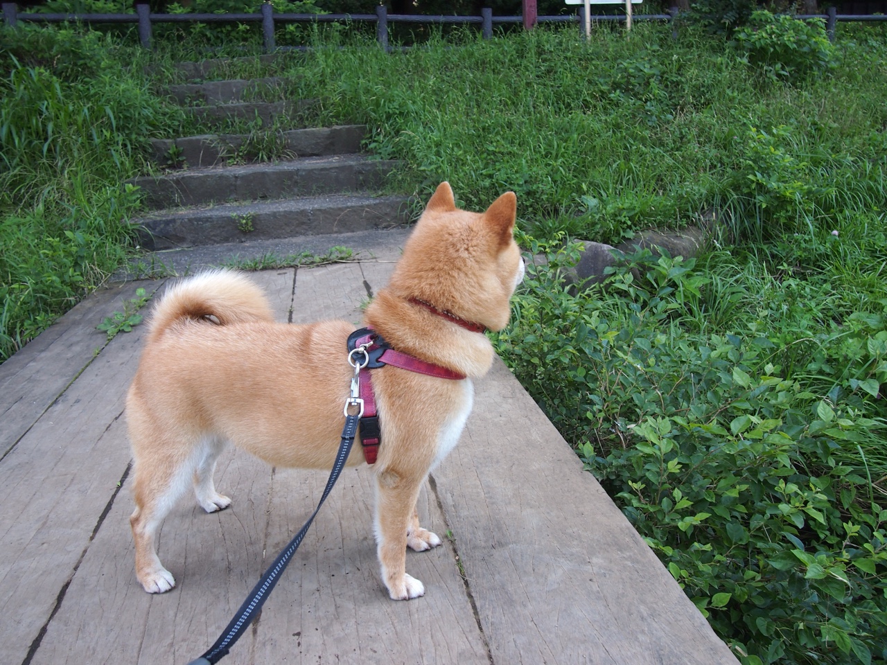 博卡青年展现韧性,但技术短板明显,博卡青年培养出的球星