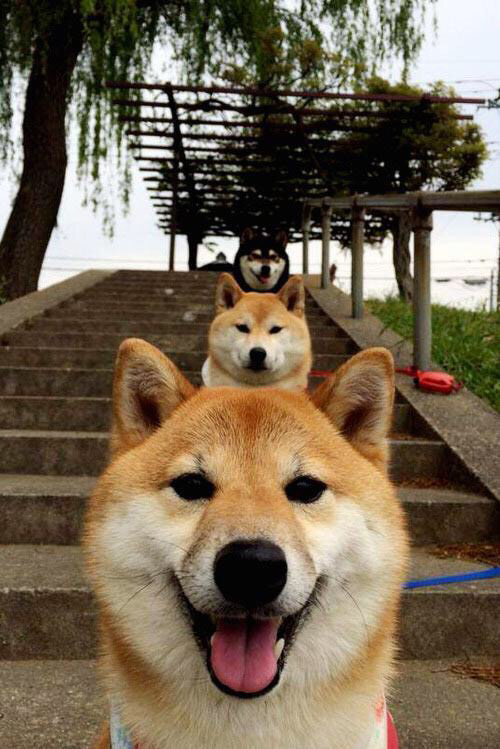 外援风格融合为何与本土打法错位,球队外援