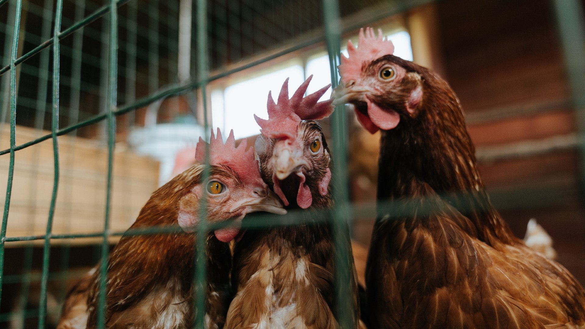 外援风格融合为何与本土打法错位,球队外援