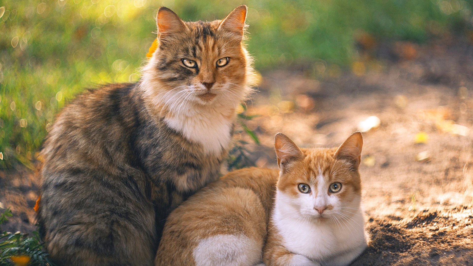 球队重启客场表现与球迷氛围的关联趋势,球队主客场