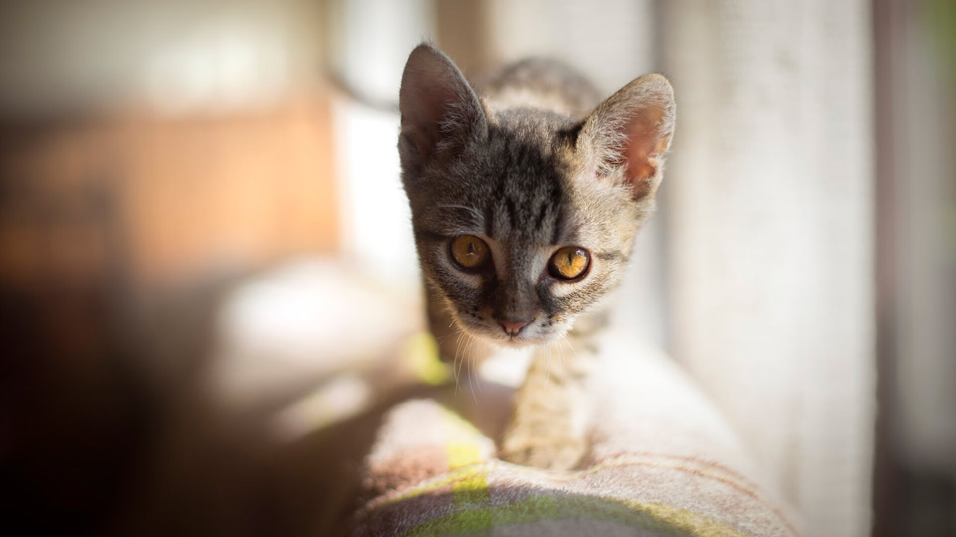 韩国乒乓队表现出色,继续迈向顶峰,韩国乒乓球队员名单