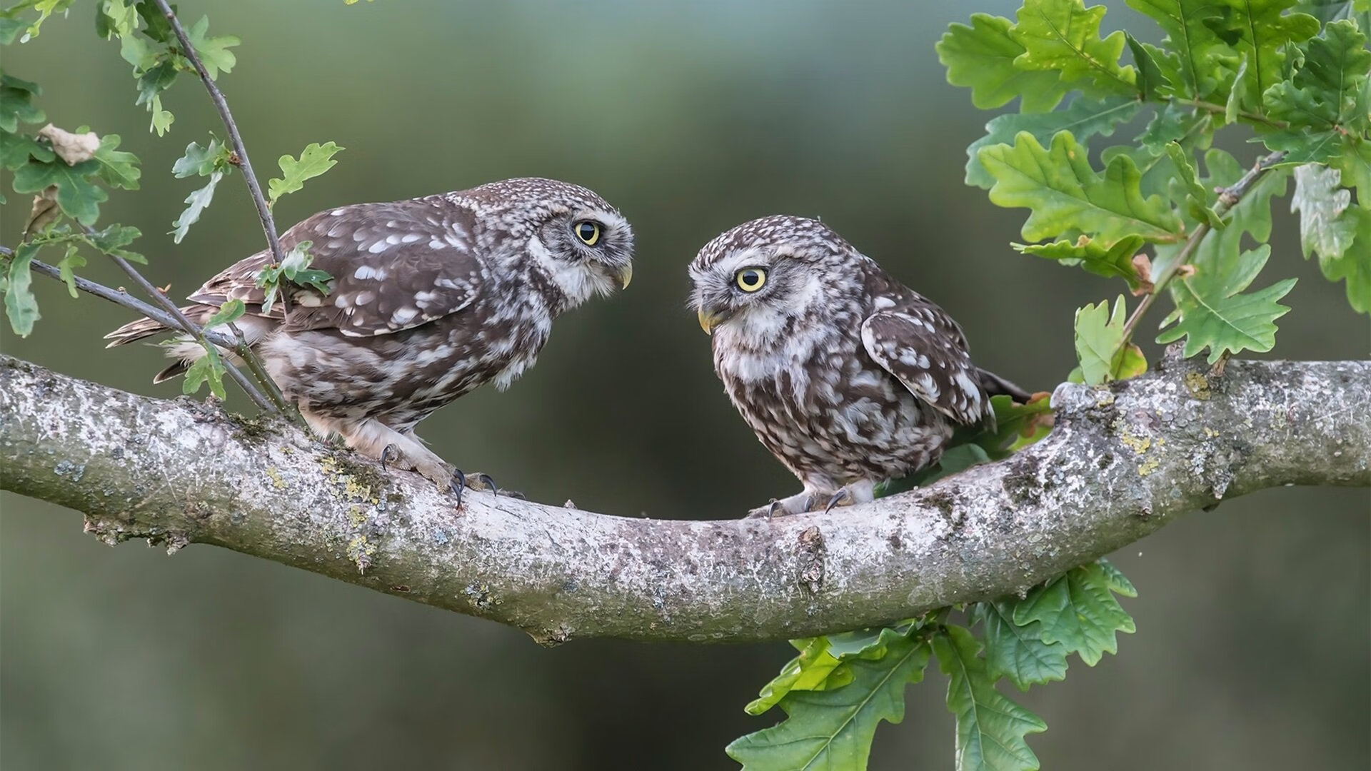 C罗带领球队晋级淘汰赛表现出色,c罗欧冠淘汰赛进球