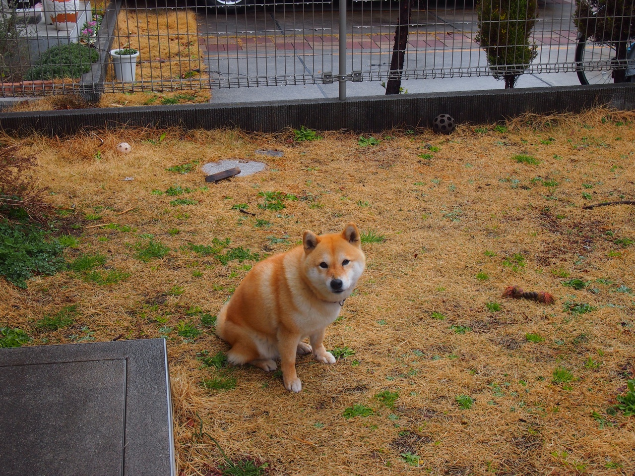 “阿根廷美洲狮队依赖马丁·高尔西的防守智慧,迎接未来挑战”