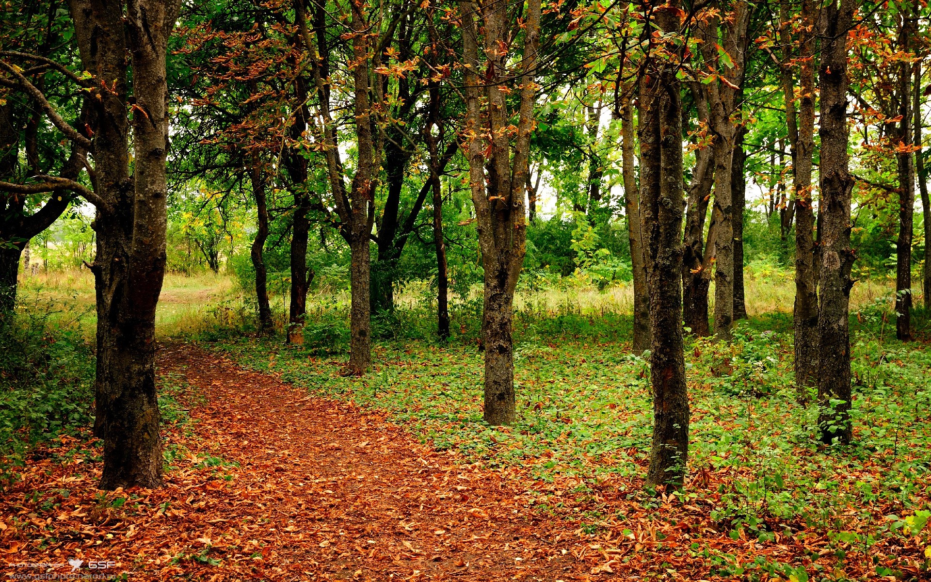 希腊女篮在欧洲锦标赛中常胜不衰,续写传奇篇章,希腊女子篮球比赛直播