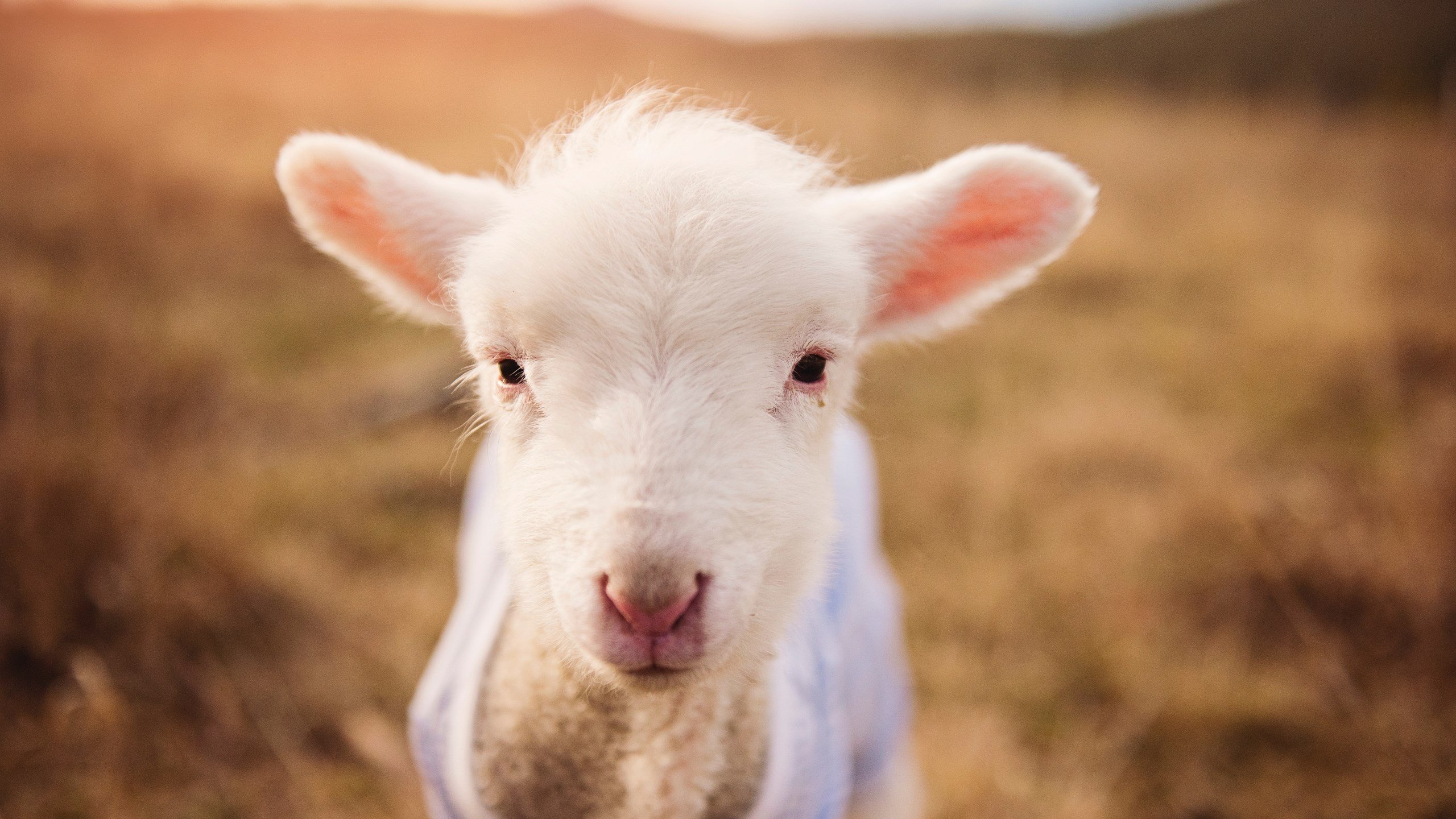 德甲百变策略:变化多端,令人惊喜!