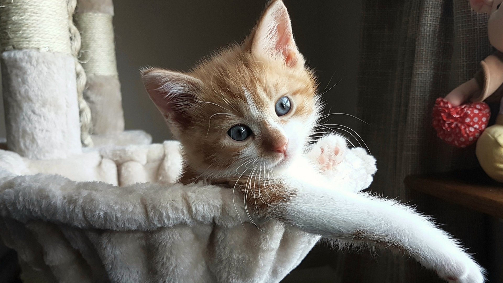 男子游泳全面转型 成绩稳定提升,男子游泳项目有哪些