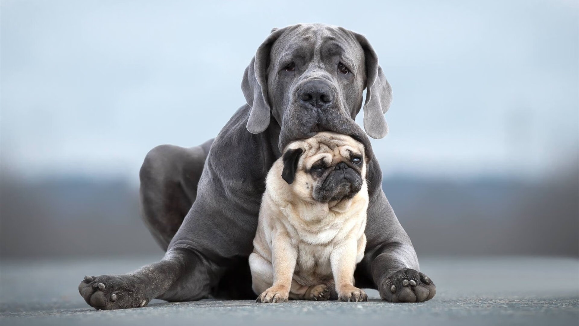 科尔博冲刺阶段技压群雄,夺冠在望,科尔搏击