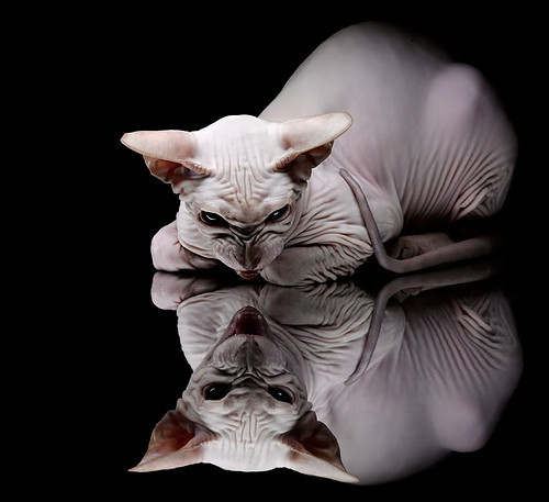 网球训练科技化设备正式投入使用,网球训练器品牌推荐