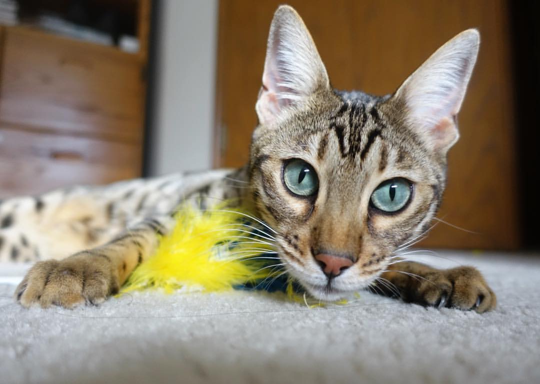 美洲杯明星争霸:激情、拼搏不停歇!,美洲杯选手