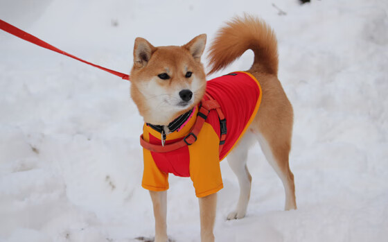 蝶泳冲刺荷兰选手爆发力十足,蝶泳系列教程
