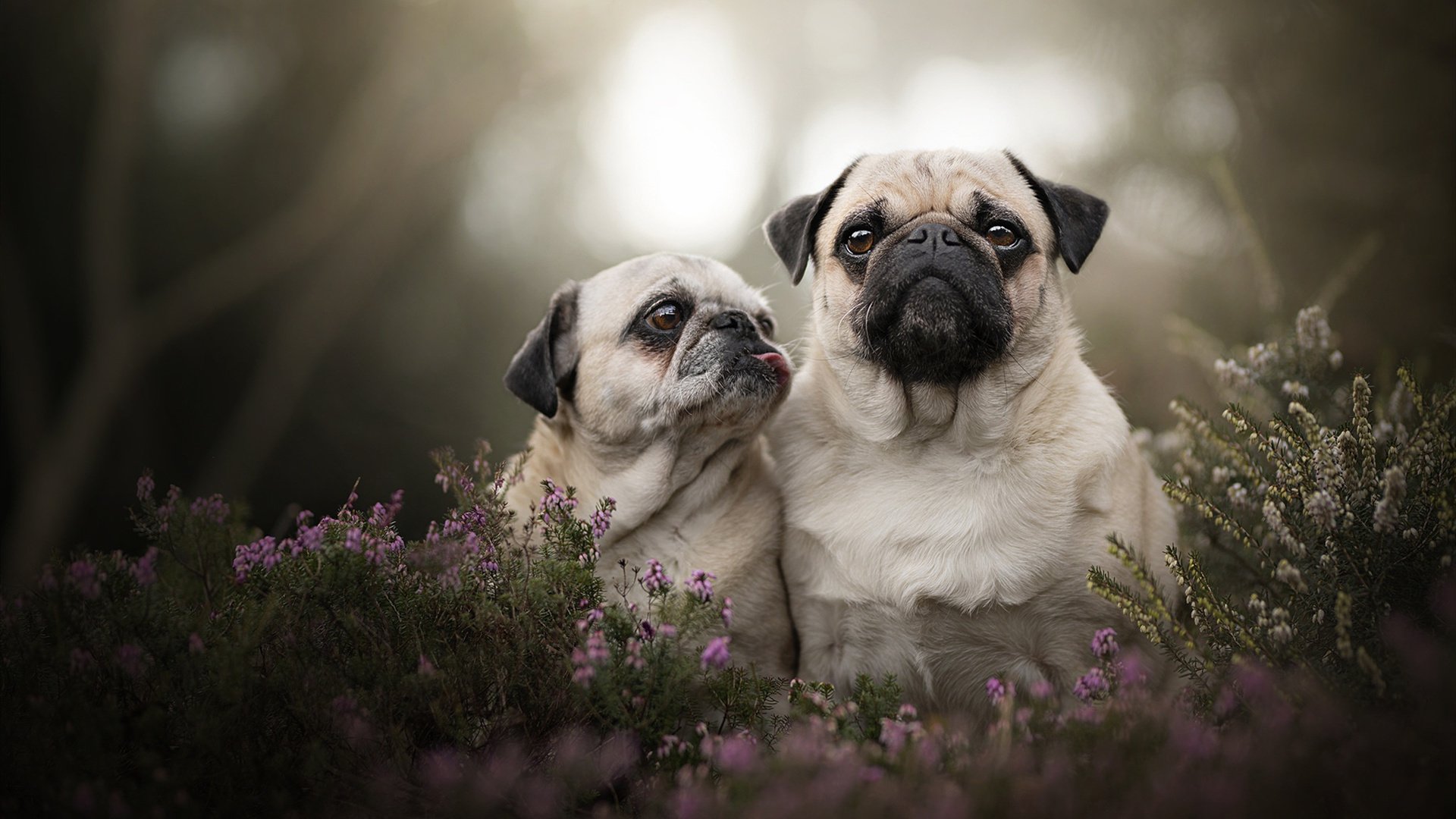 足球青训项目纳入地方财政支持体系稳定发展基础,足球青训政策