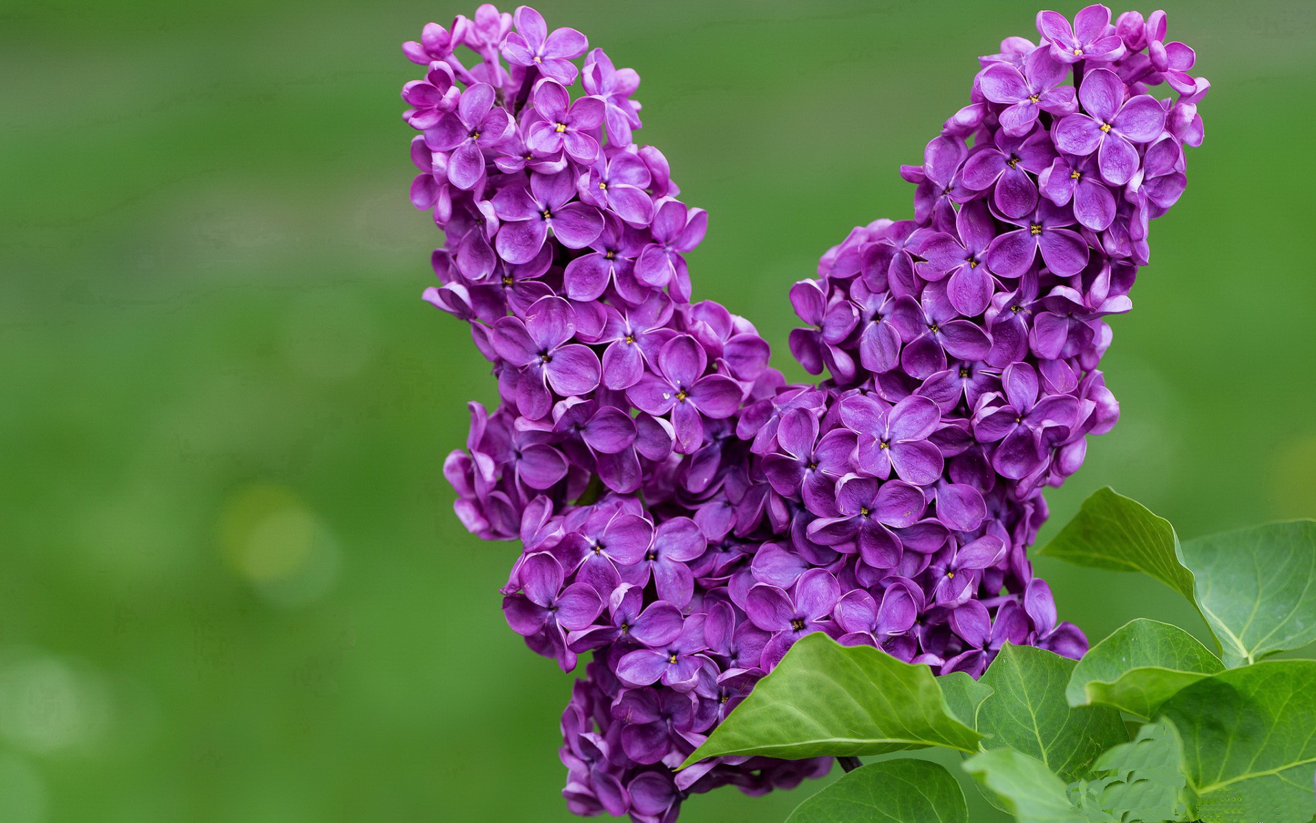 28岁登贝莱金球背后，梅西是重要催化剂，足球登贝莱