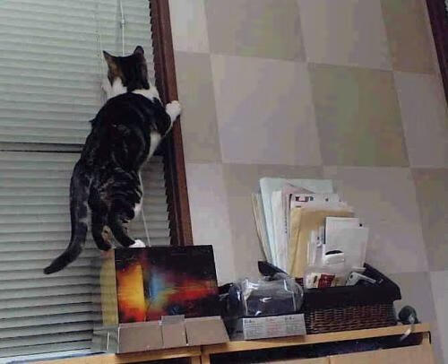 七人制橄榄球世界杯赛场风云突变，七人制橄榄球队