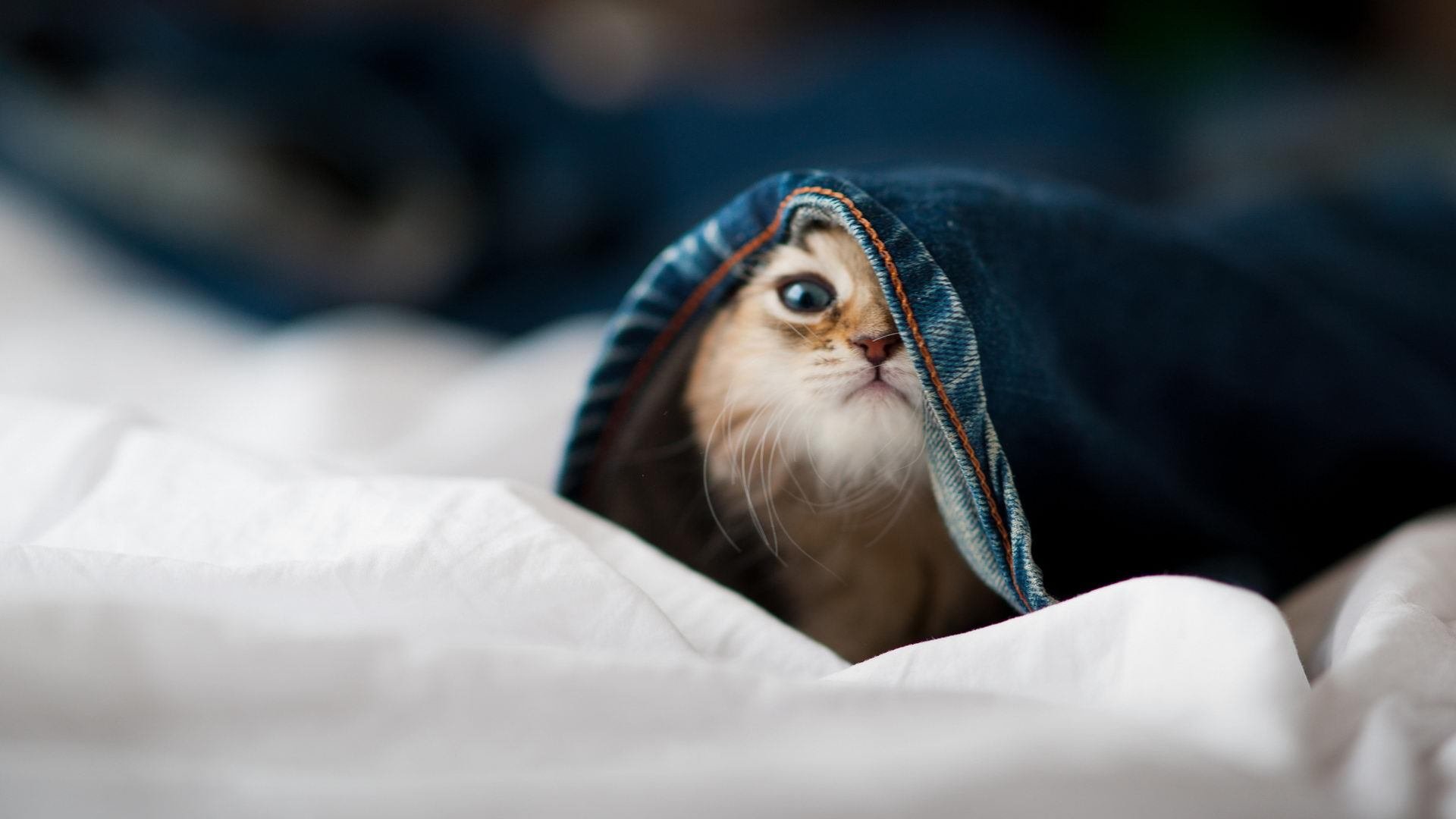 中国篮球的赞助商管理策略分析，中国篮球队的赞助商有哪些